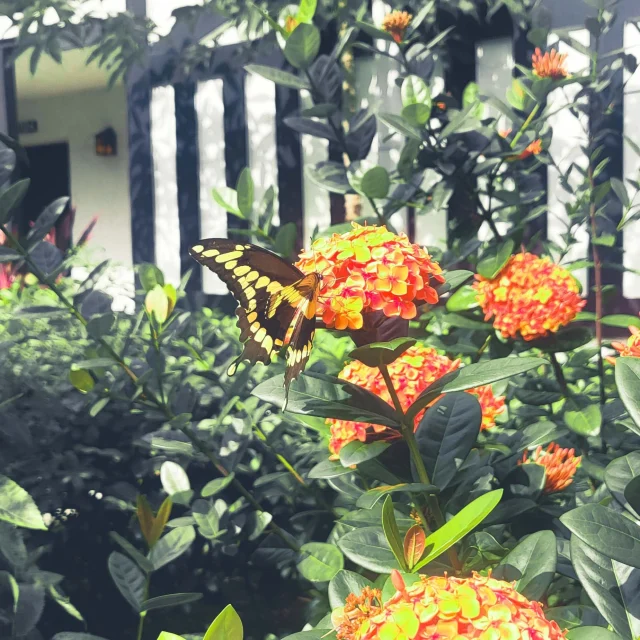 This is your reminder to go to nature. It might even be outside your front door. 

Giant swallowtail (Papilio cresphontes)